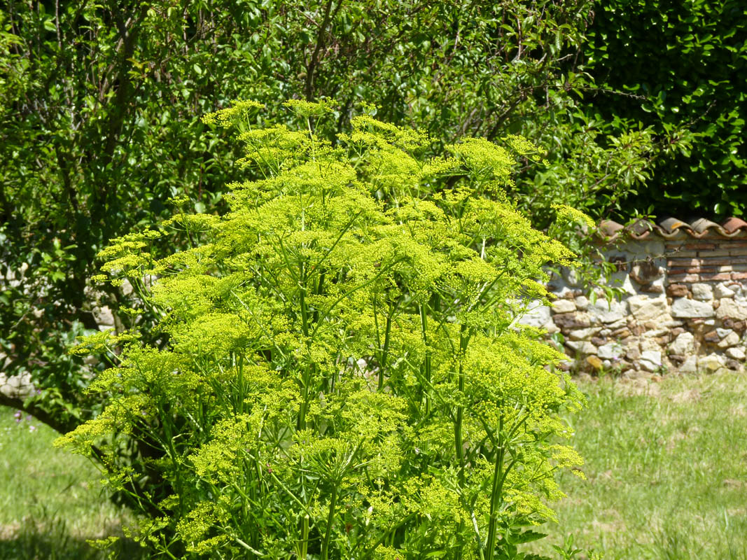 Pastinaca sativa ssp sylvestris photo